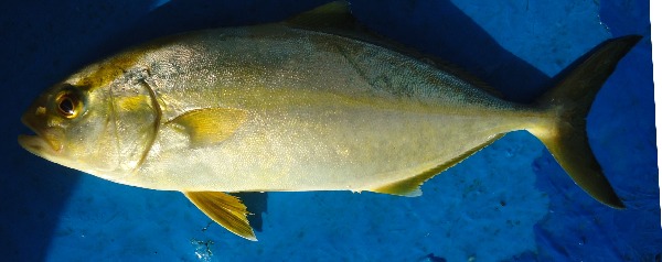 Hawaiian Kanpachi: The Sustainable Star That Never Disappoints (Image Credits: By Muhammad Moazzam Khan, CC BY 3.0, https://commons.wikimedia.org/w/index.php?curid=25931294)
