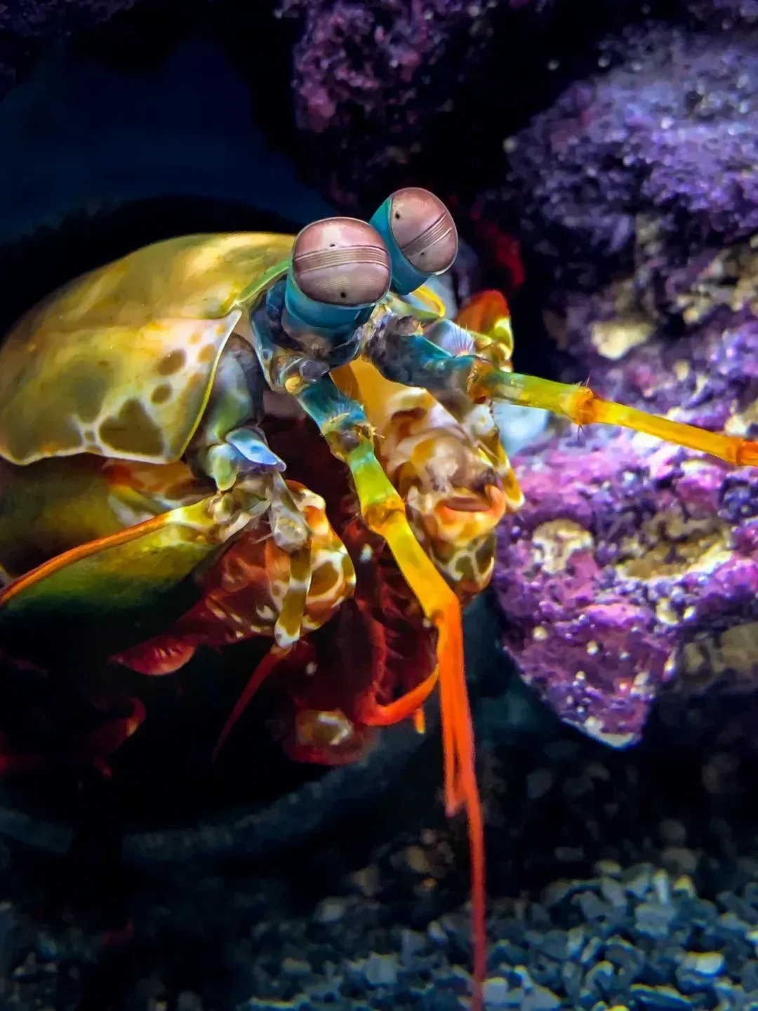 Mantis Shrimp Can See Colors We Literally Have No Words For (Image Credits: Unsplash)