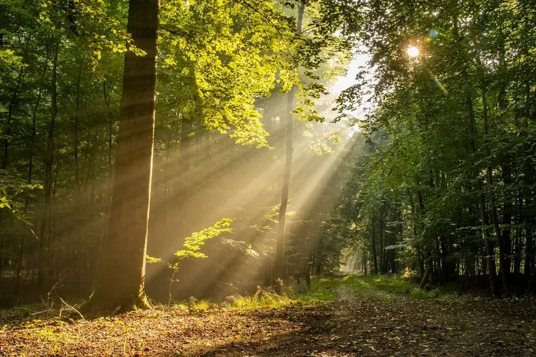 Morning Sunlight Exposure Within the First Hour (Image Credits: Unsplash)