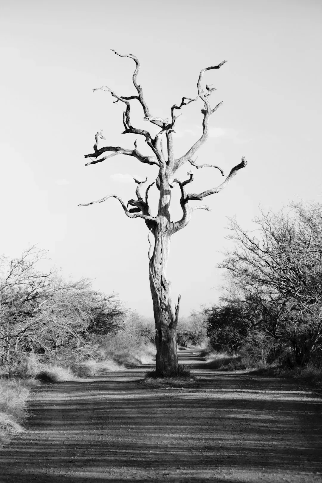Leaving Dead or Diseased Trees Standing (Image Credits: Unsplash)