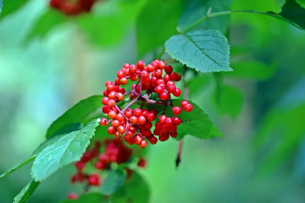 Elderberries: The Berry That Requires Heat Treatment (Image Credits: Pixabay)