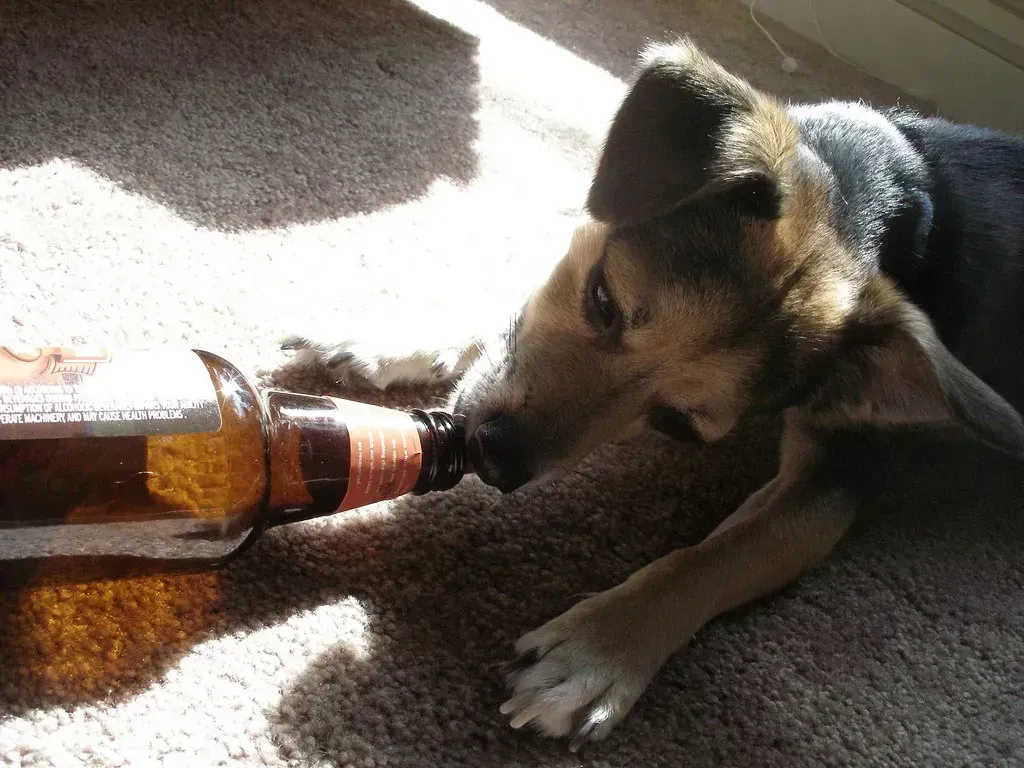 5. Alcohol and Rising “Dog-Friendly” Social Habits (Image Credits: Flickr)