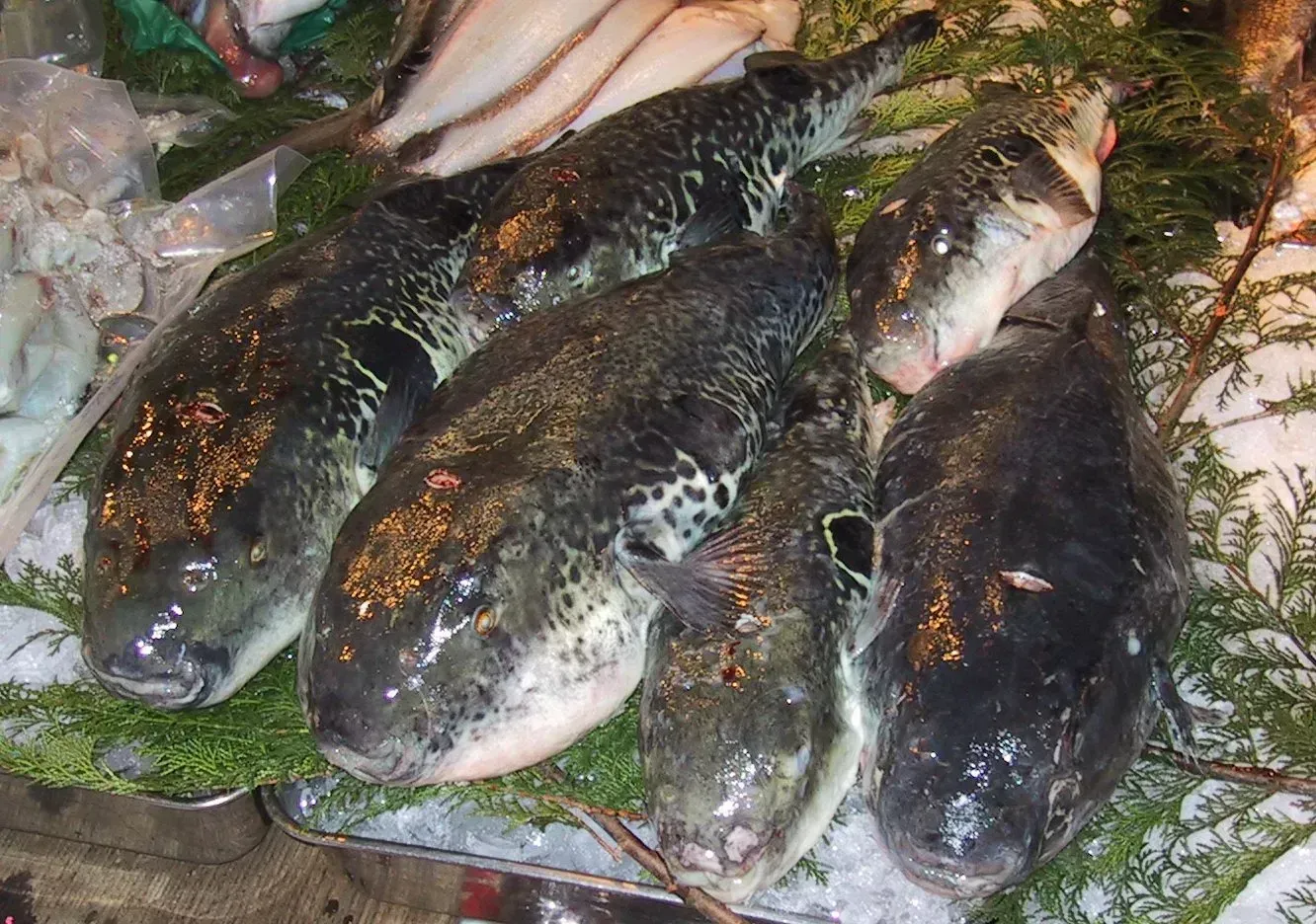 The Global Reach of Fugu Culture (Image Credits: Wikimedia)