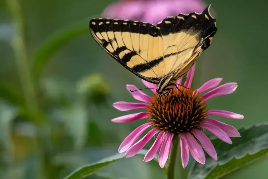 Plant a small pollinator patch (Image Credits: Pexels)