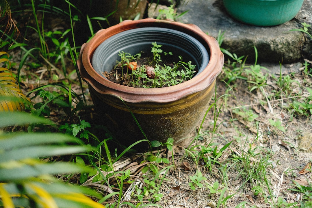 Single-Use Plastic Garden Pots Get the Ban Hammer (image credits: unsplash)