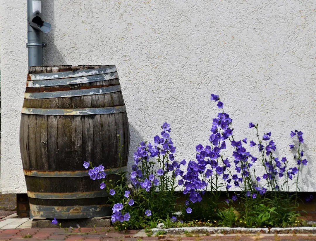 Set up a rainwater collection barrel (Image Credits: Unsplash)