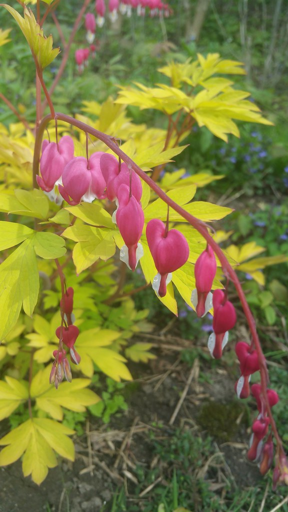 Bleeding Hearts That Need Their Summer Rest (image credits: flickr)