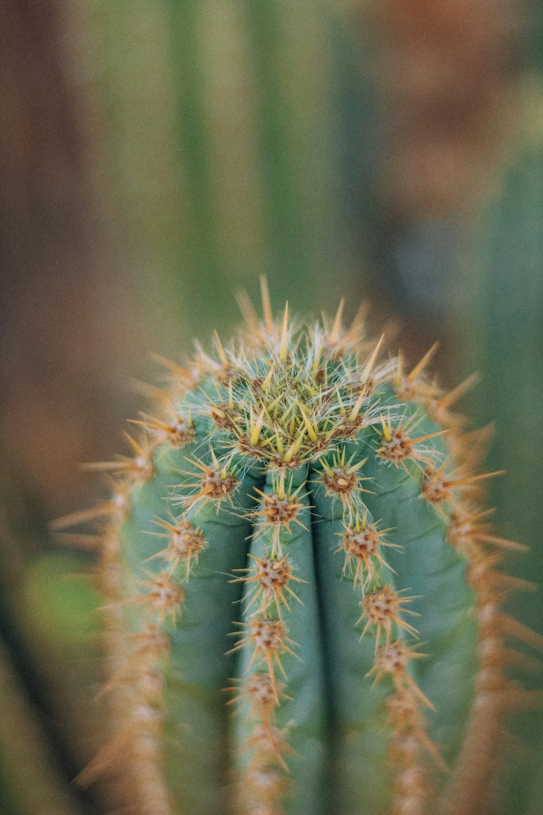 Thorny Plants and Cacti (image credits: unsplash)
