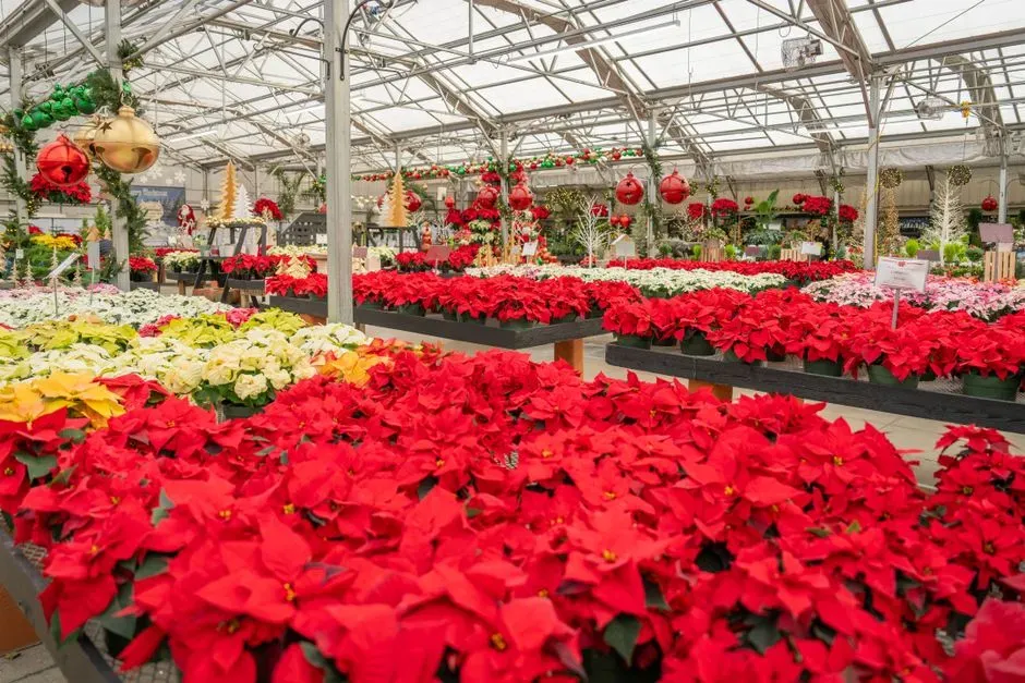 Bring in Seasonal Plants (Image Credits: Pexels)