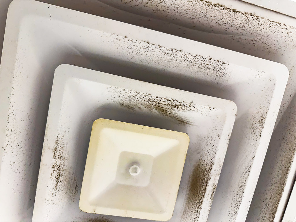Dust Mites: The Invisible Tenants Living on Your Fan (image credits: flickr)