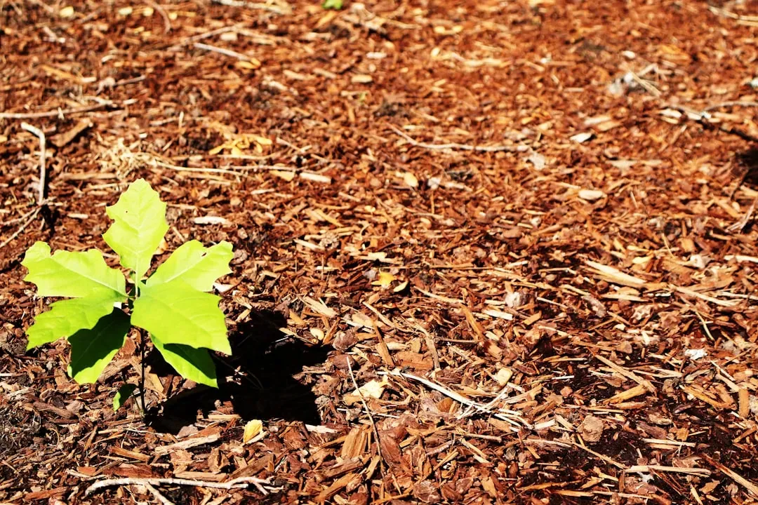 Mulch Lines and the Illusion of Fresh Care (Image Credits: Unsplash)