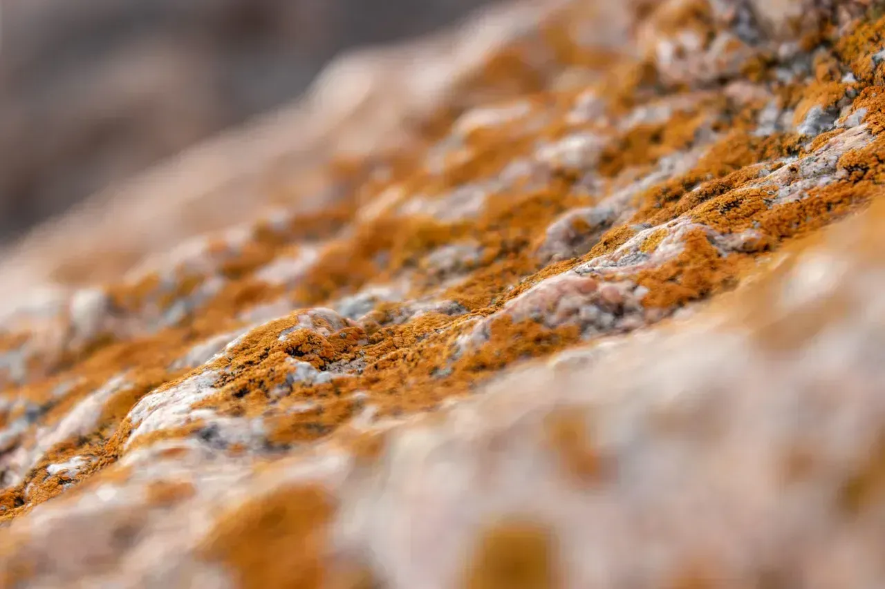 Mold Beyond Surface Cleaning (Image Credits: Pixabay)