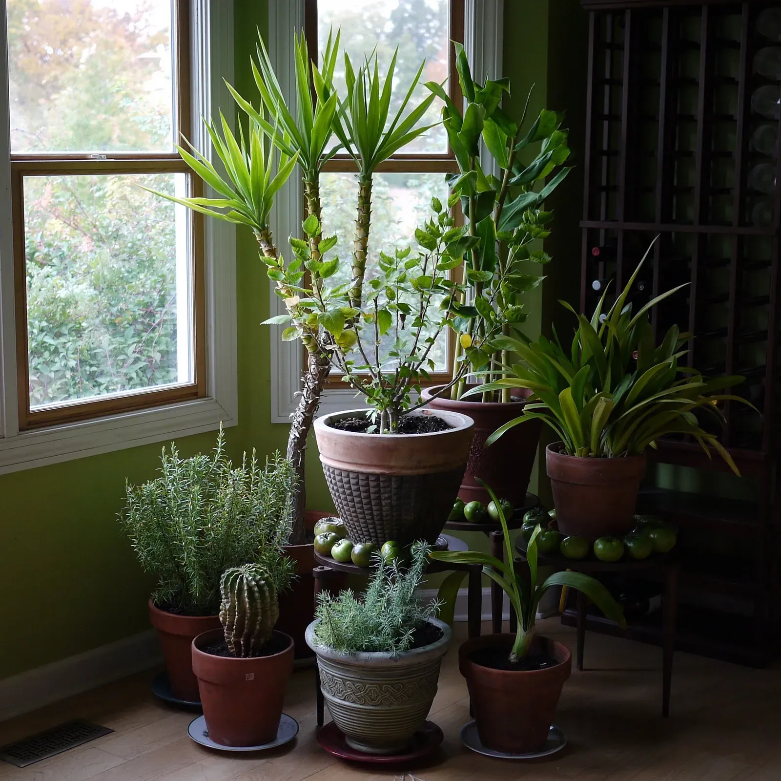 Start a small indoor plant project (By F. D. Richards, CC BY-SA 2.0)
