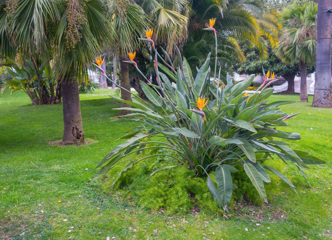 Unauthorized Plant Choices and Inappropriate Landscaping (image credits: unsplash)