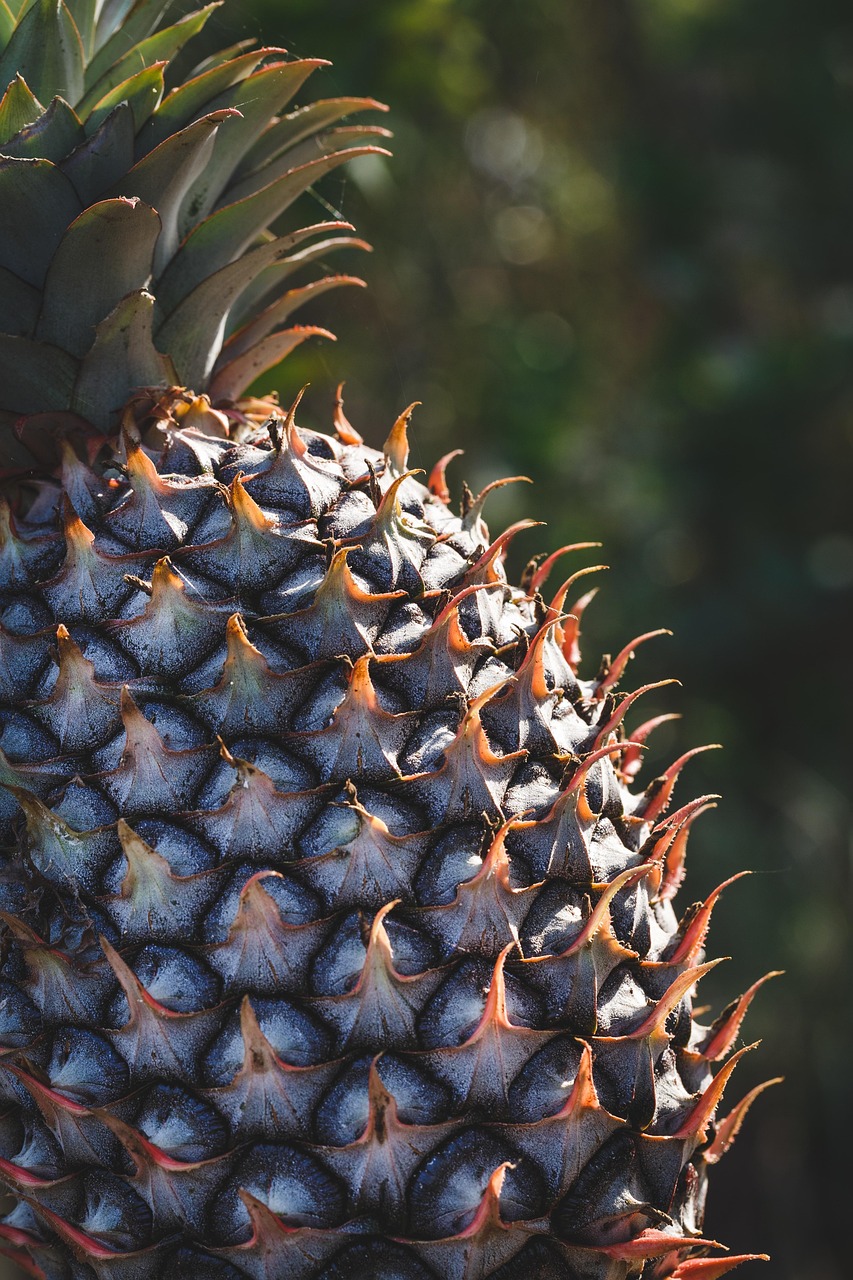 Sustainable Food Practices (image credits: pixabay)