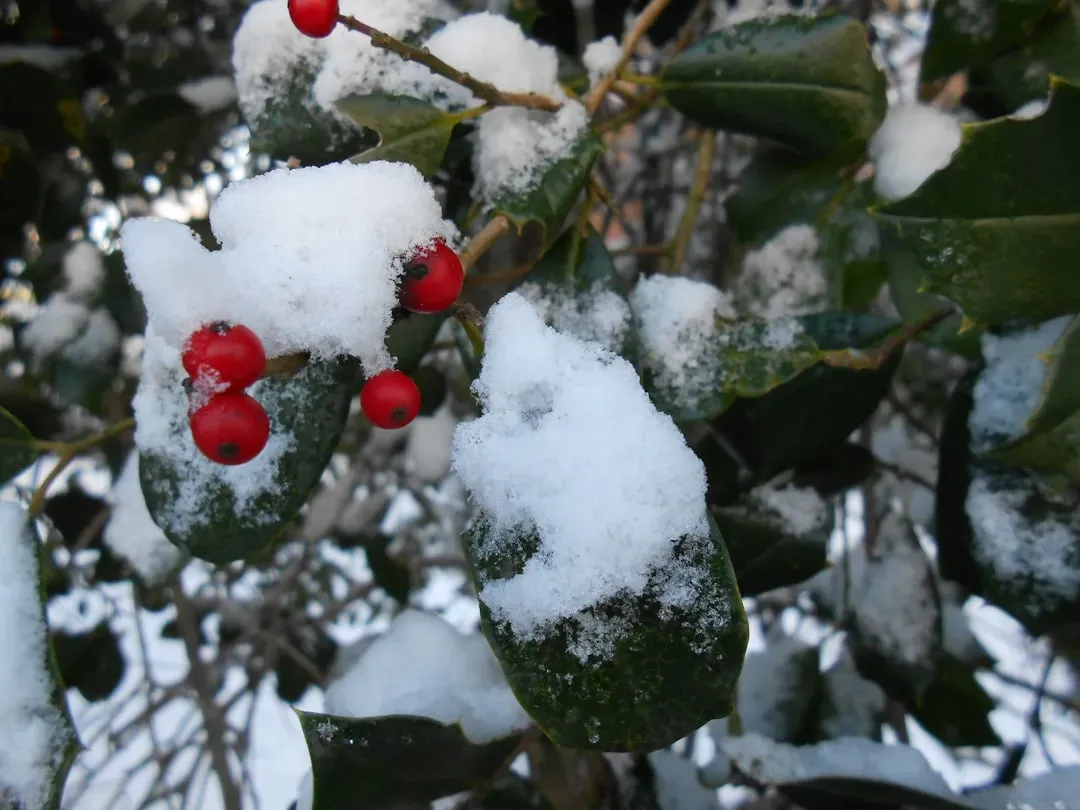 Evergreens and berries that hold winter structure (Image Credits: Unsplash)