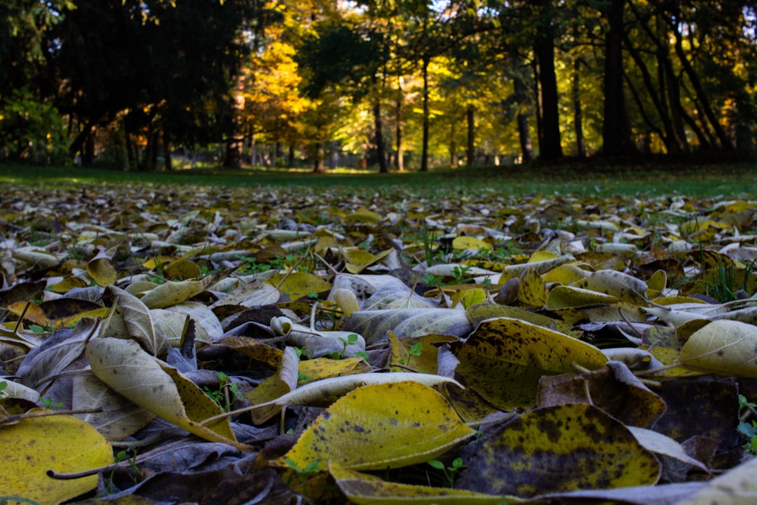 Leaves and Green Waste During Prohibited Seasons (image credits: unsplash)