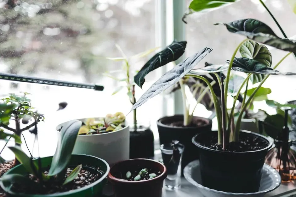 Plants Bring Life to a Transitional Space (Image Credits: Pexels)