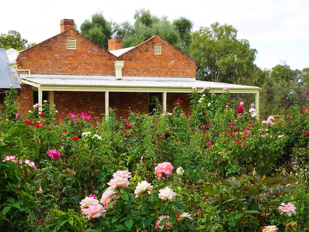 California Native Plants in Their Element (image credits: flickr)