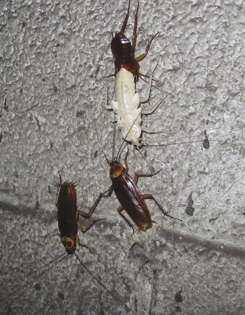 Pest Infestations Follow Moisture Like Moths to a Flame (image credits: flickr)