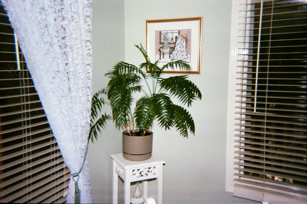 Bring the Outdoors In With Greenery (Matthew Paul Argall, Flickr, CC BY 2.0)