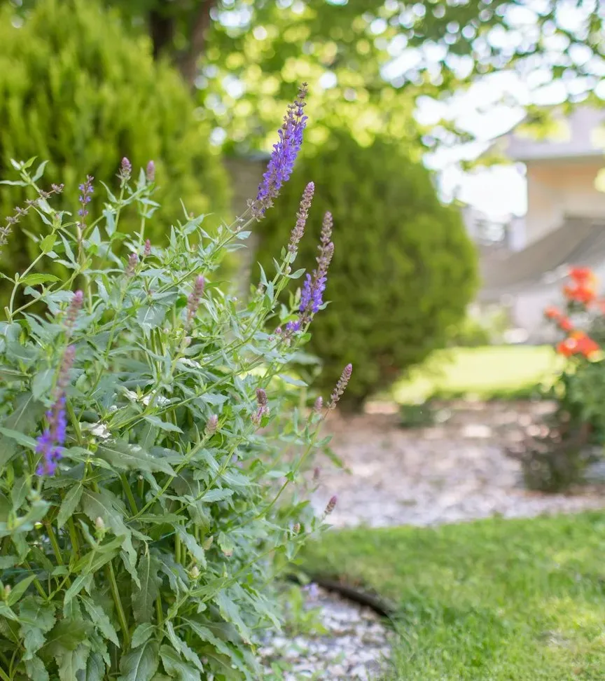 Reduce the lawn, add native plantings (Image Credits: Unsplash)