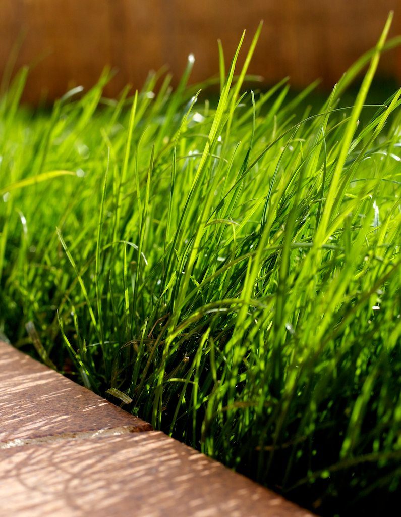 Overgrown Grass and Landscaping Neglect (Image Credits: Flickr)