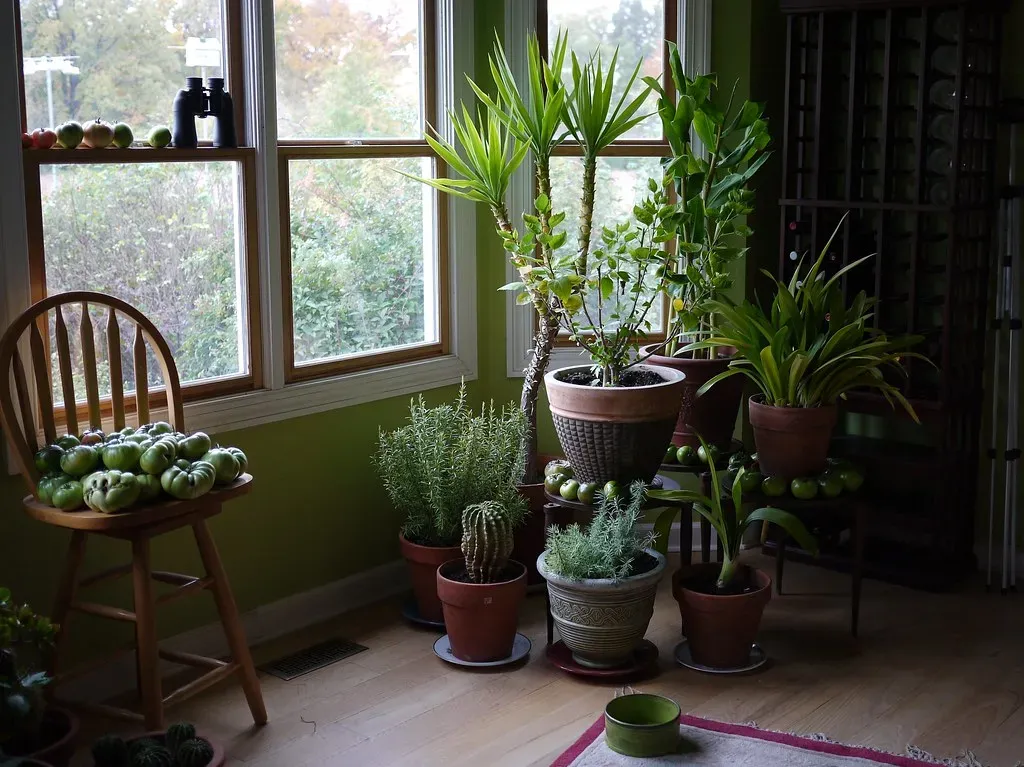 Be selective and realistic about houseplants (F. D. Richards, Flickr, CC BY-SA 2.0)
