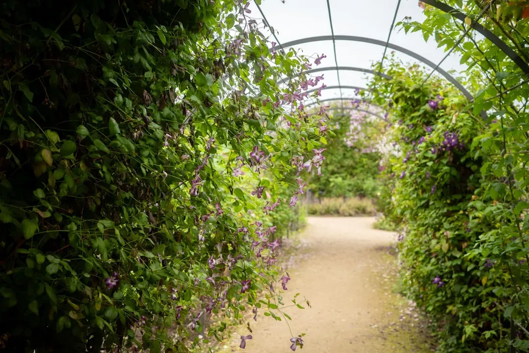 2. A simple arch or arbor with climbing plants (Image Credits: Unsplash)