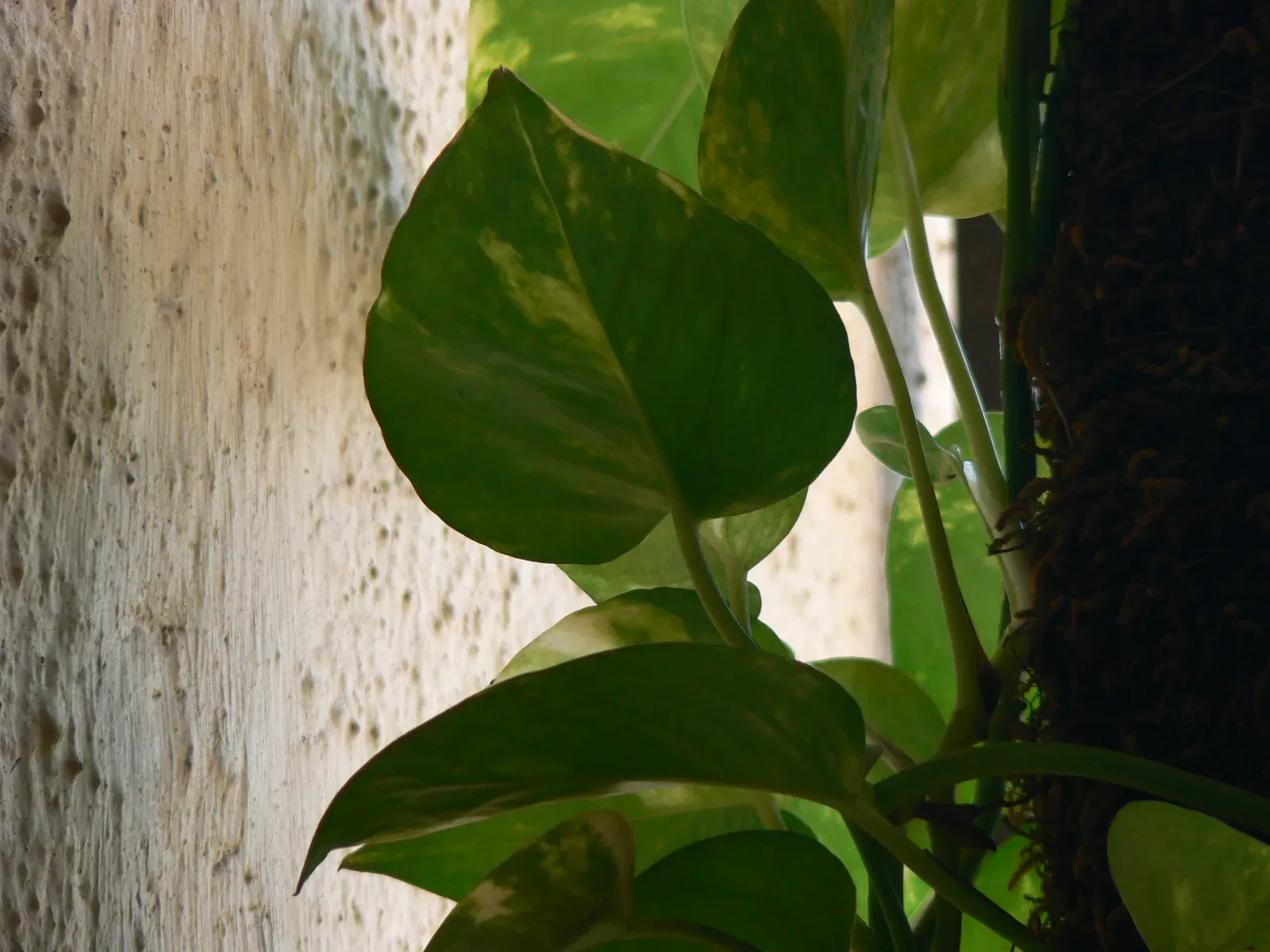 Bring in a sense of scale with greenery and art (&iquest; Scindapsus aureus&nbsp;?, CC BY-SA 2.0)
