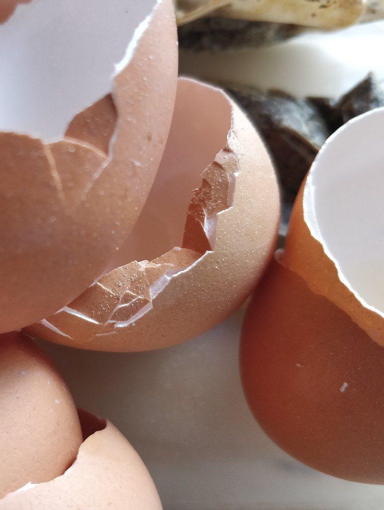 Eggshells and Fibrous Food Waste (image credits: flickr)
