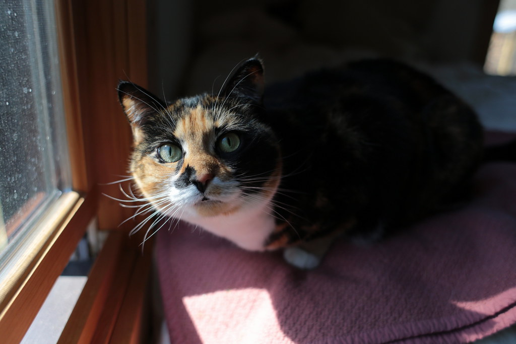 The Hidden Impact on Your Pets' Health (image credits: flickr)