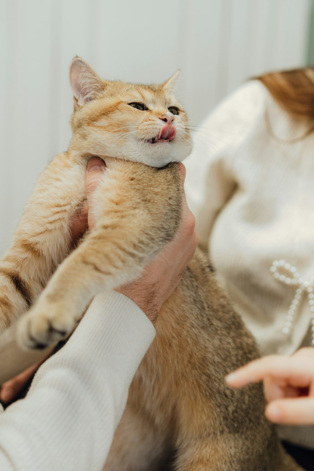 The Shocking Statistics Behind Pet Allergies (image credits: unsplash)