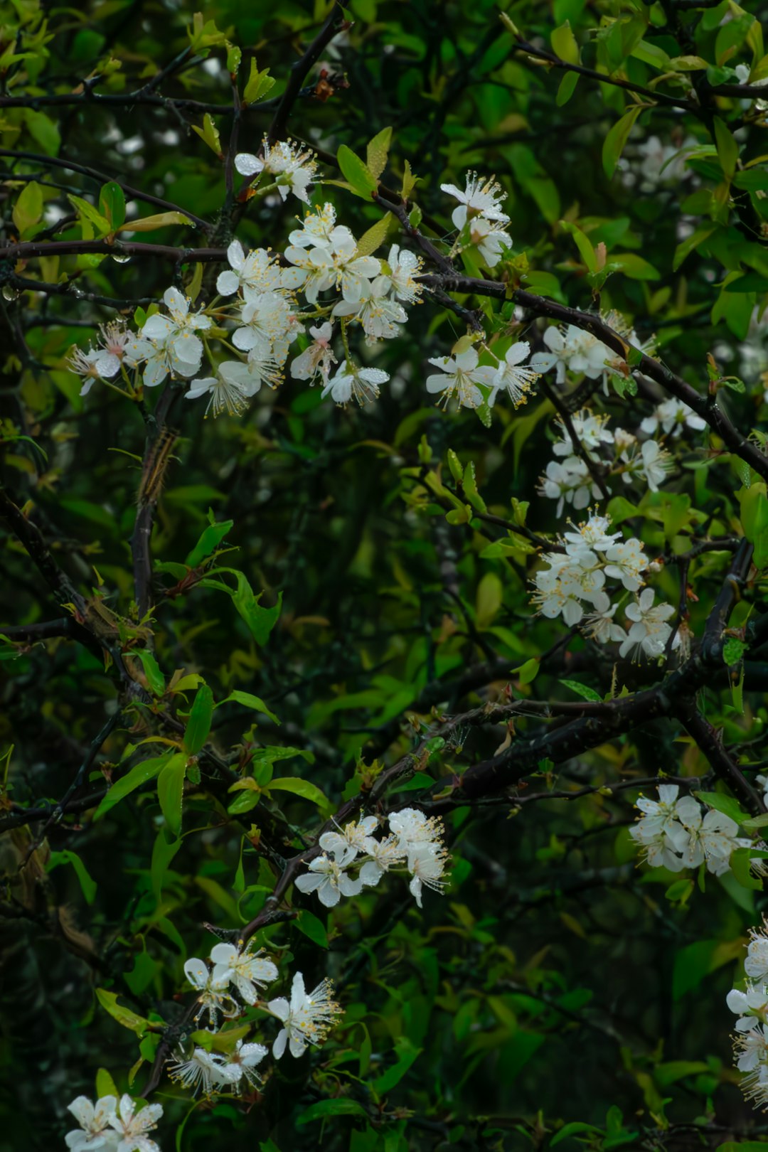 Spring-Flowering Shrubs Setting Next Year's Buds (image credits: unsplash)