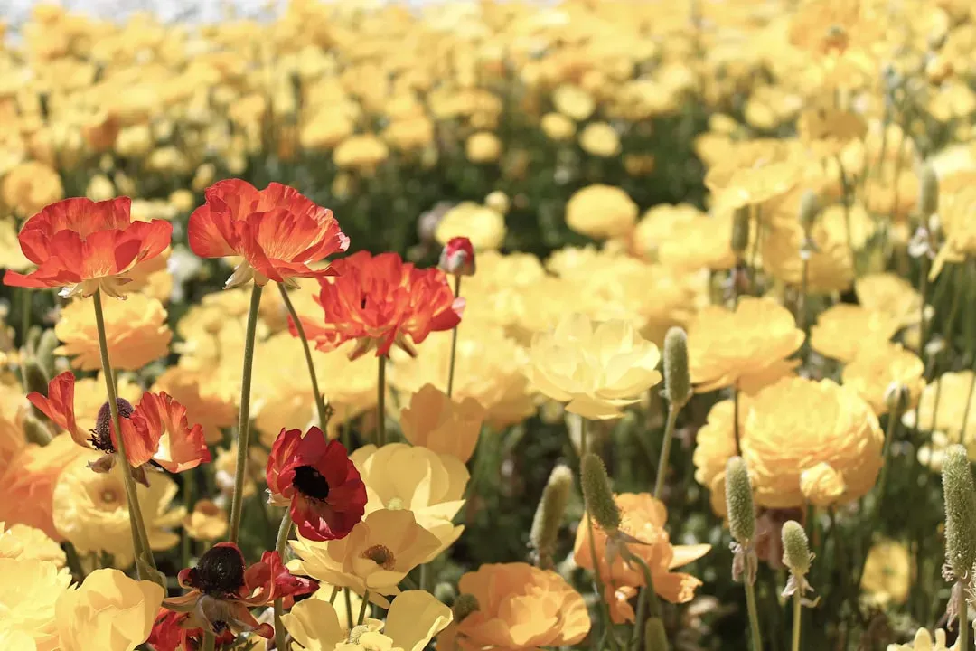 The science behind flowers and mood (Image Credits: Unsplash)