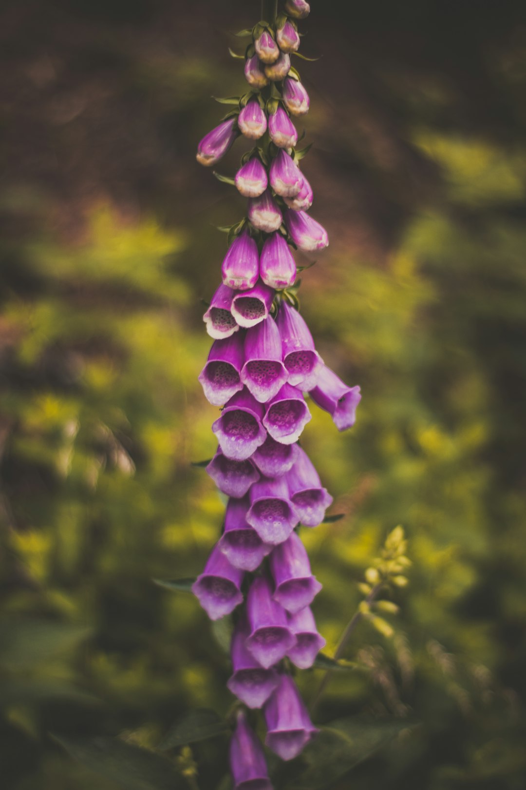 Toxic Plants and Flowers (image credits: unsplash)