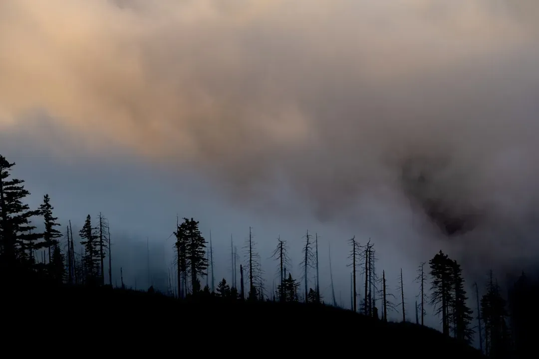 When Summer Turned Orange: The Wildfire Crisis in Numbers (Image Credits: Unsplash)