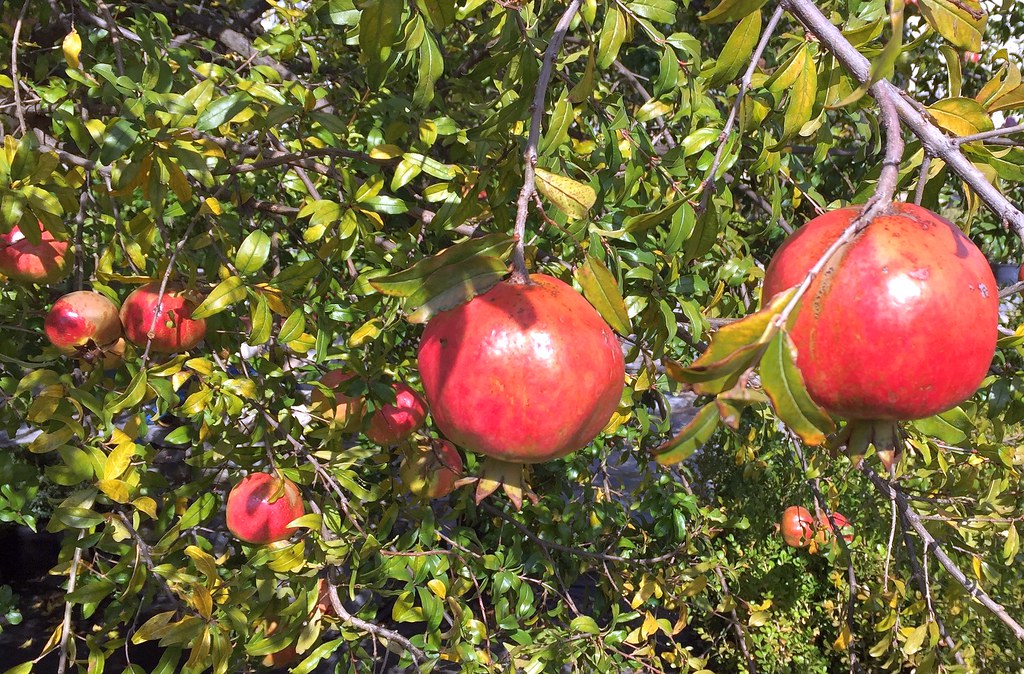 Fruit Trees That Need Their Leaves (image credits: flickr)