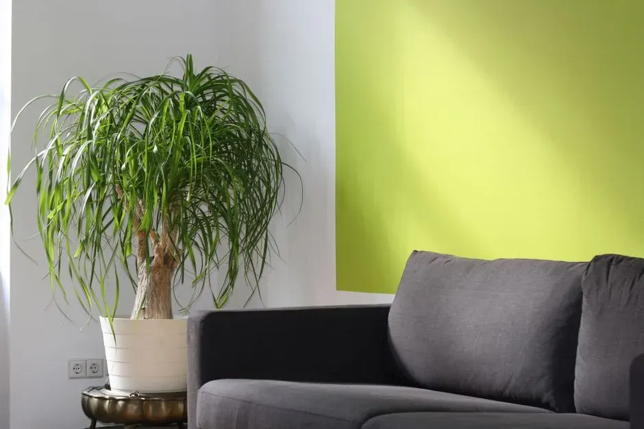 The lasting appeal of nature at home (Image Credits: Pexels)