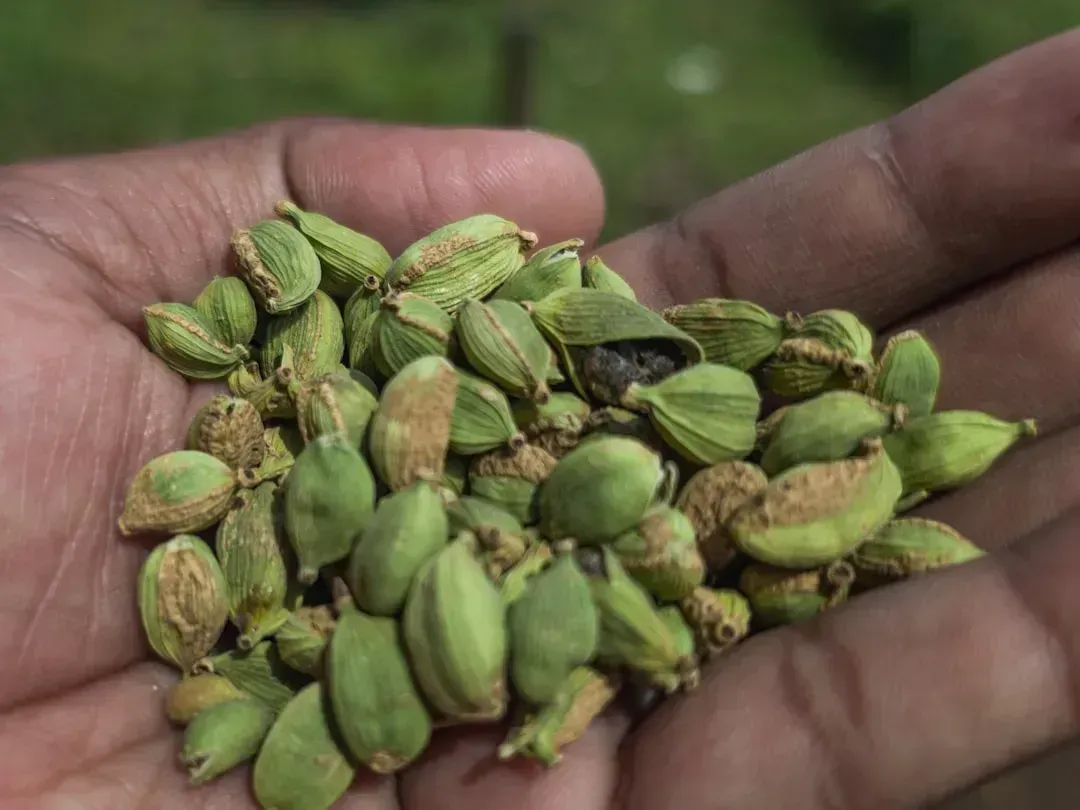 8. Ground Cardamom: The Volatile and Precious One (Image Credits: Unsplash)