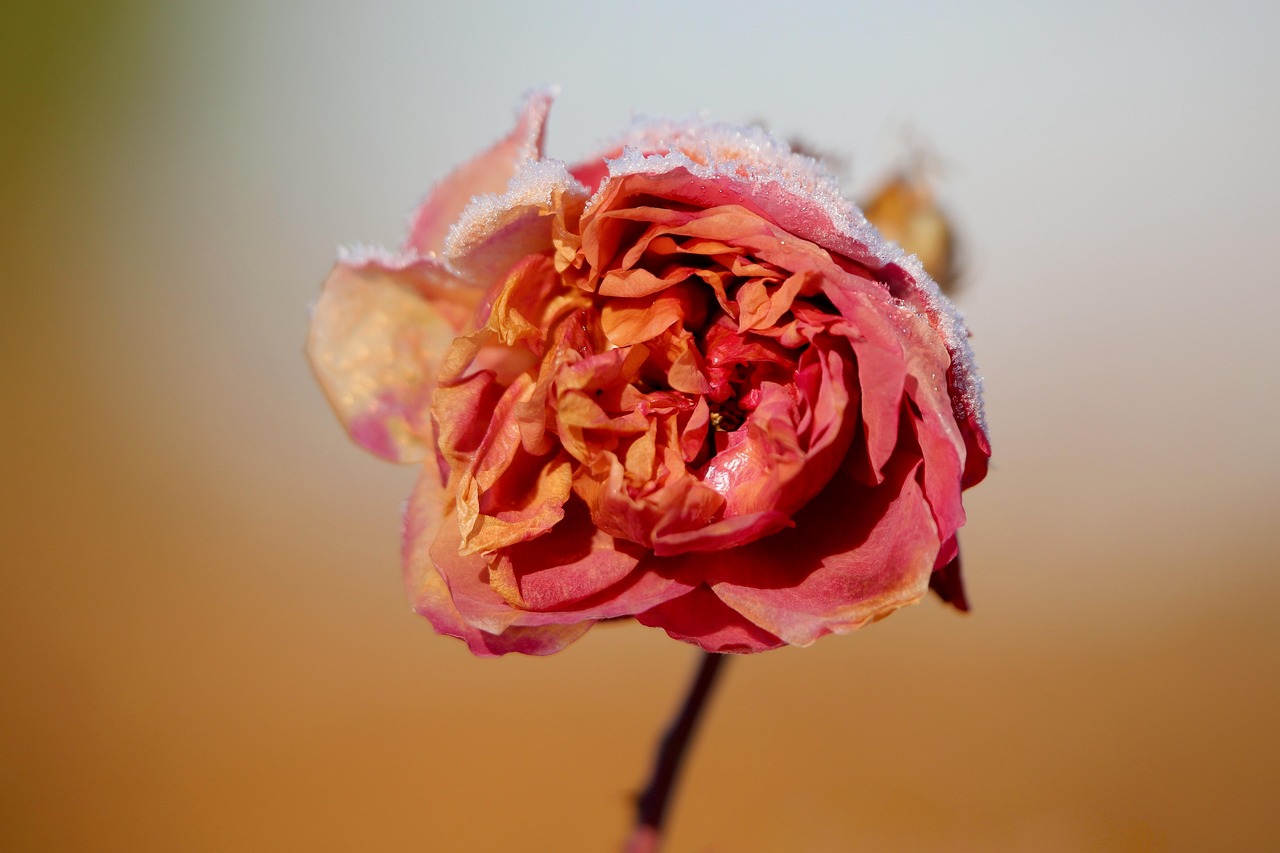 Dried Flowers and Preserved Botanicals (image credits: pixabay)