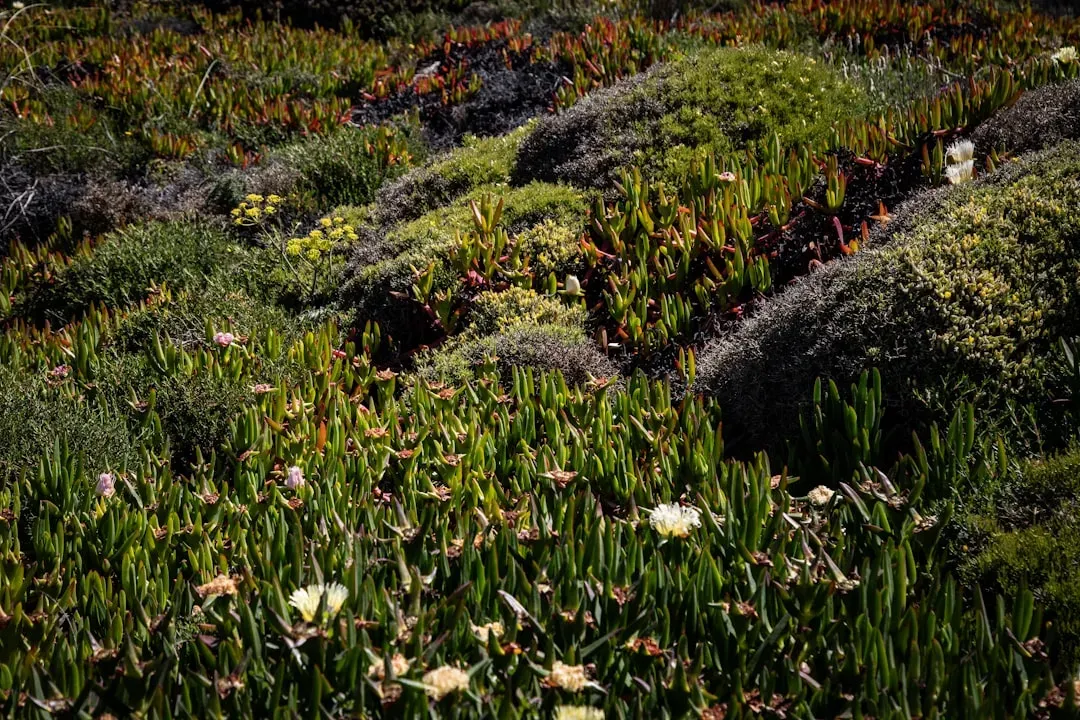 Trading Grass for Water Wise Groundcover (Image Credits: Unsplash)