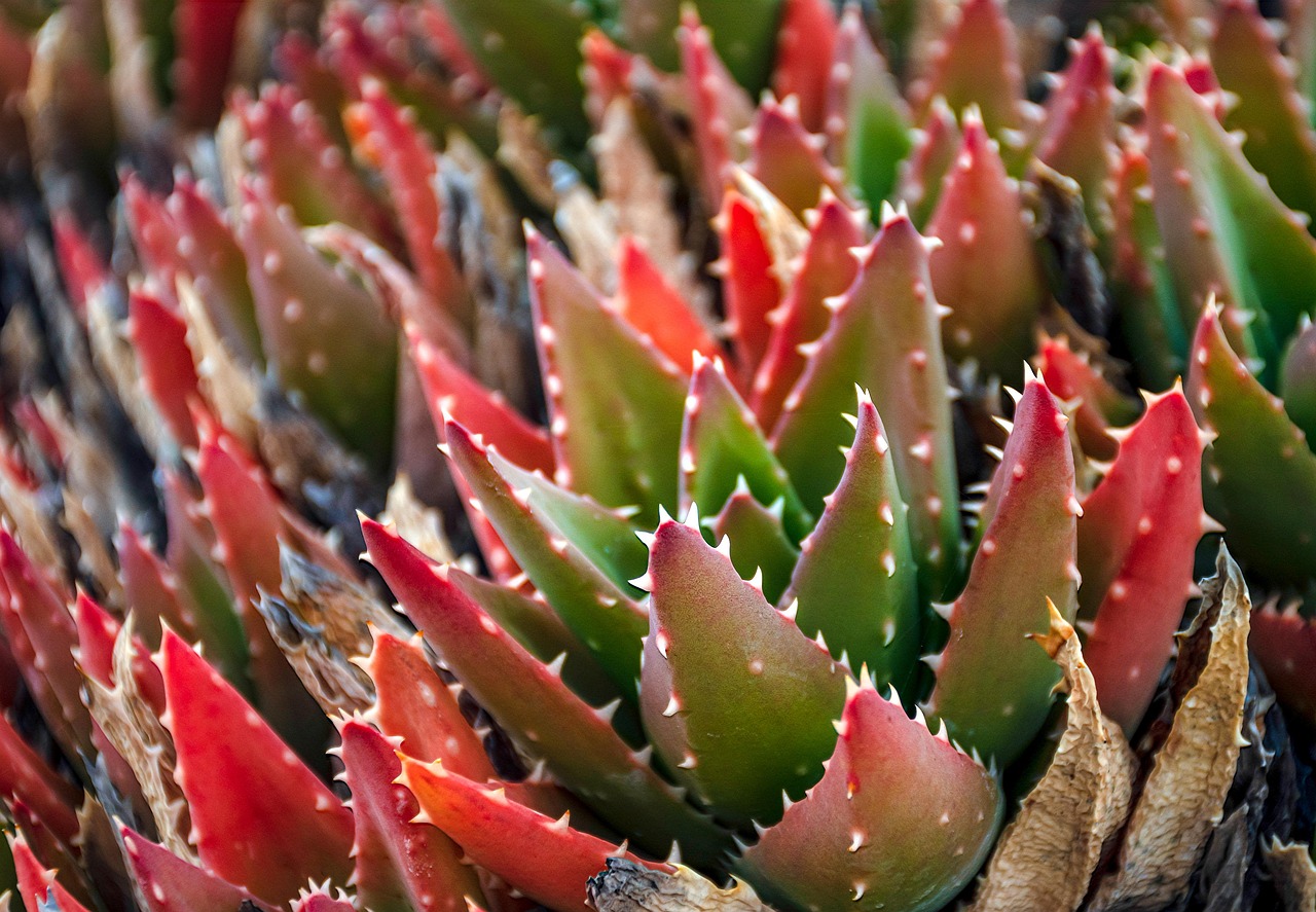 Drought-Tolerant Succulents and Desert Plants (image credits: pixabay)
