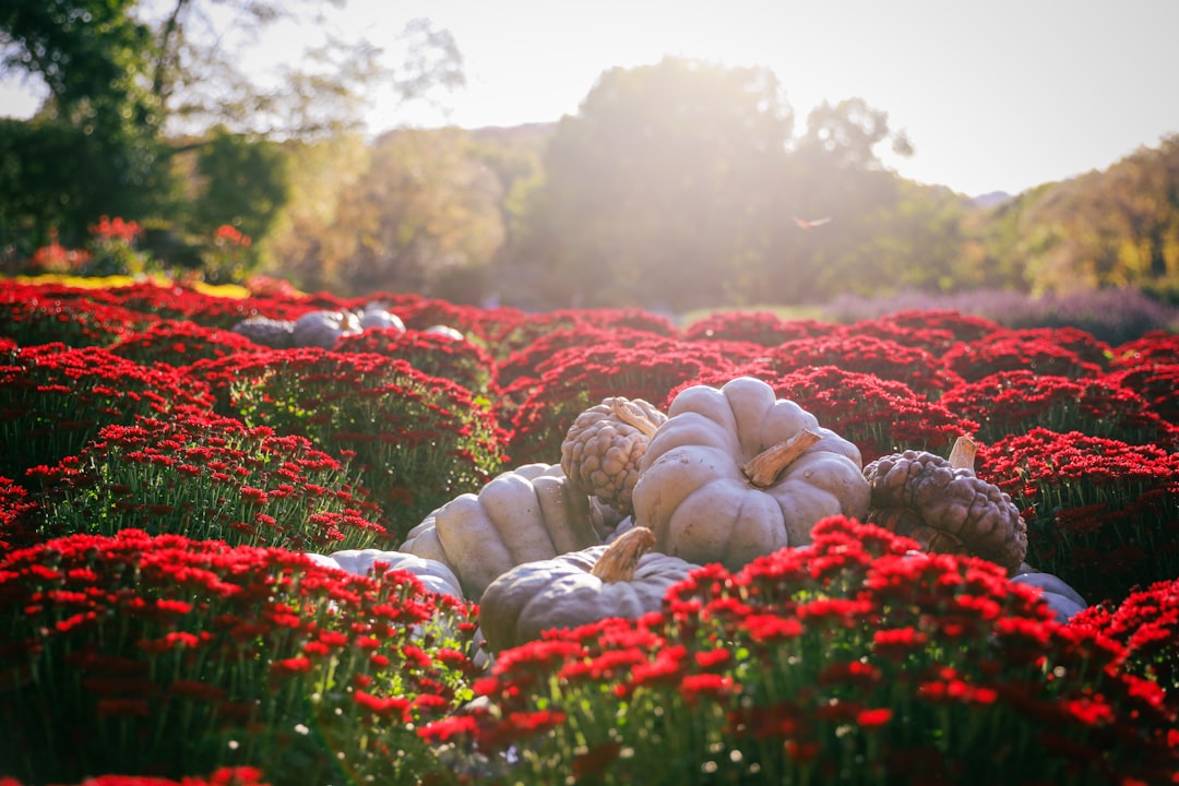 Oriental and Iceland Poppies in Summer Sleep Mode (image credits: unsplash)