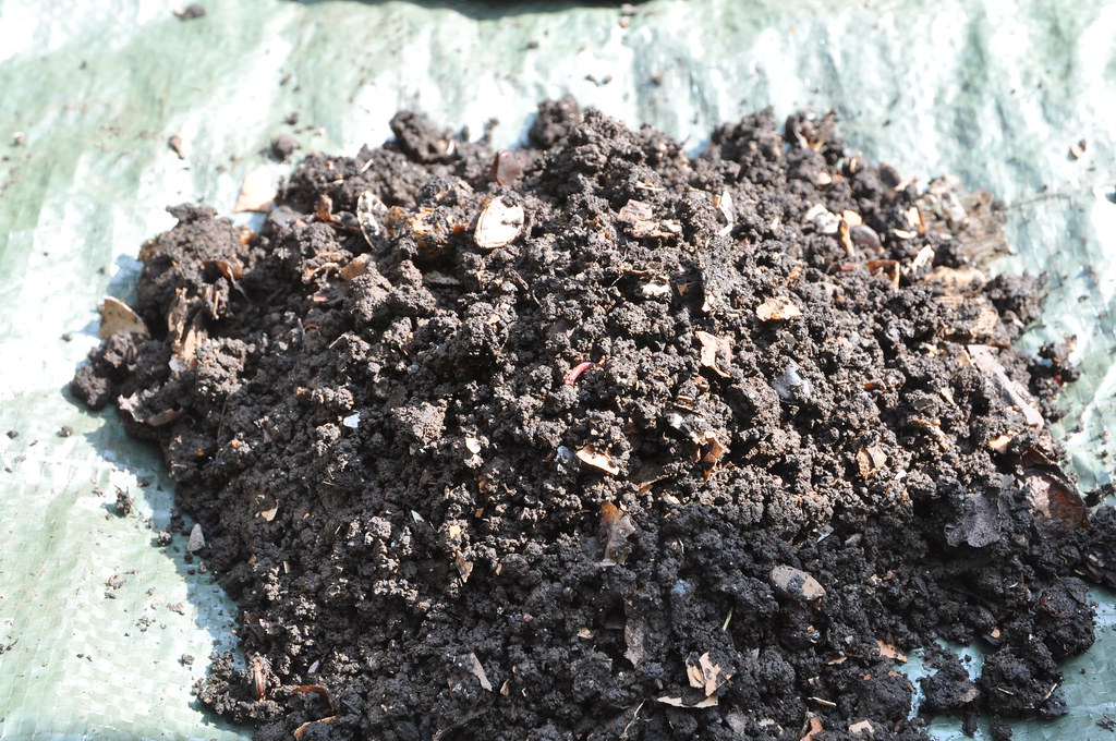Mastering the Art of Vermicomposting (image credits: flickr)