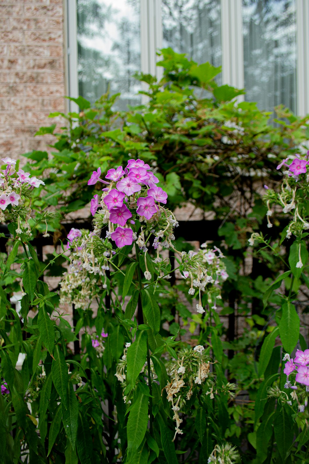 Finding Balance in Summer Garden Care (image credits: unsplash)