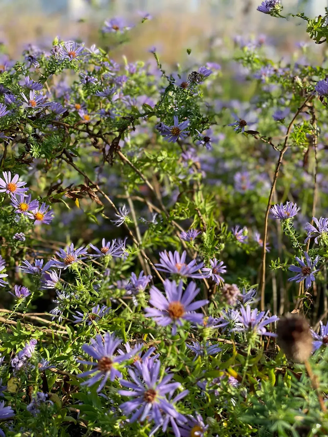 Pollinator Friendly Planting (Image Credits: Unsplash)