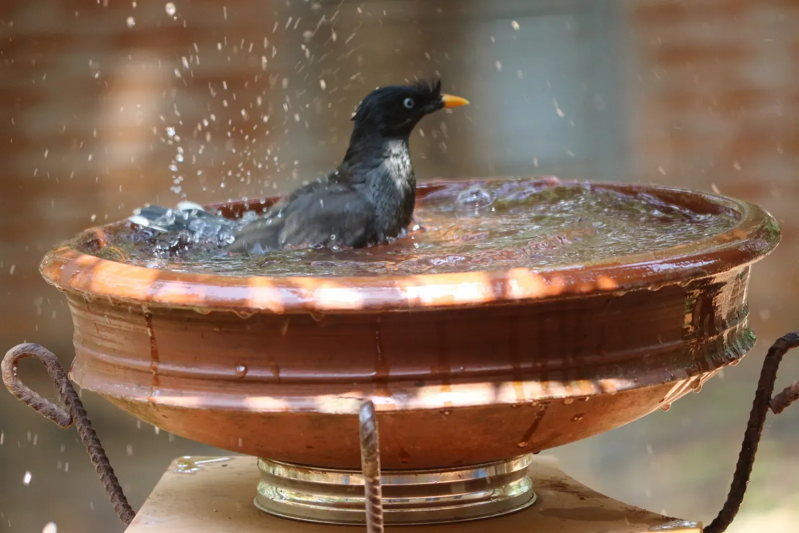 6. A small water feature or birdbath (By Shino jacob koottanad, CC BY-SA 4.0)