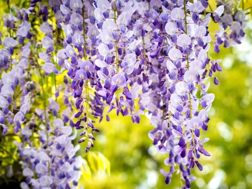 Common Reasons Wisteria Refuses to Flower (Image Credits: Pexels)