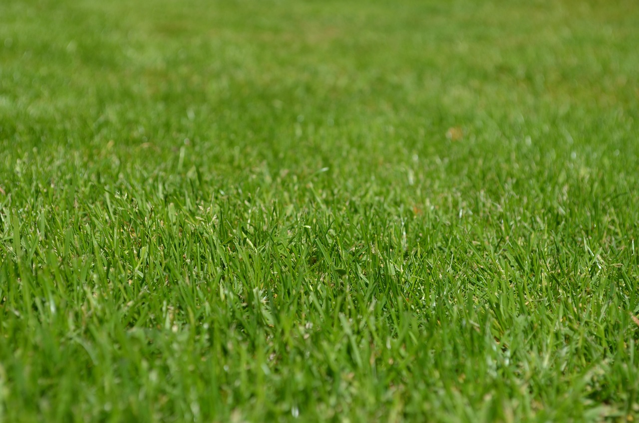 Overwatering Your Lawn Throughout the Season (image credits: pixabay)